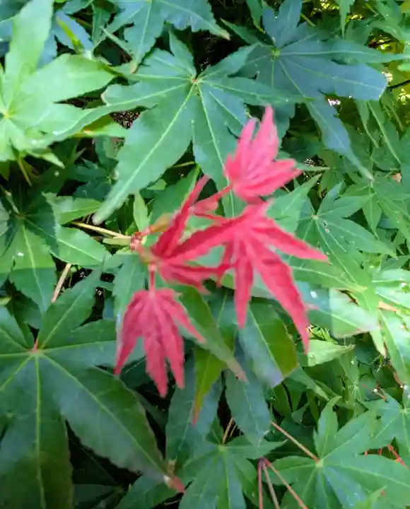 本輪西八幡神社(北海道)