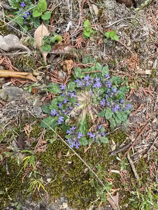 日龍峯寺(高澤観音)(美濃清水)(岐阜県)