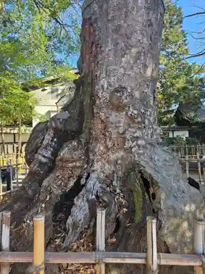 武蔵一宮氷川神社(埼玉県)