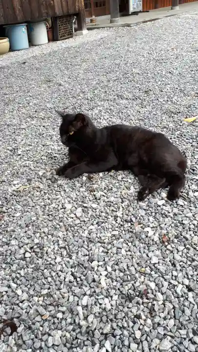 前玉神社の動物