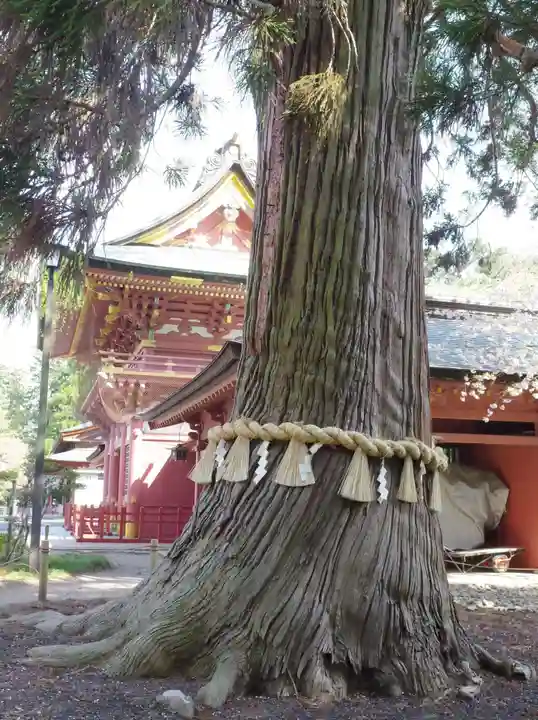 志波彦神社・鹽竈神社の自然