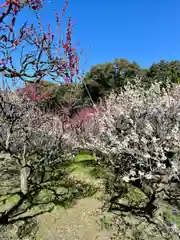 道明寺天満宮(大阪府)