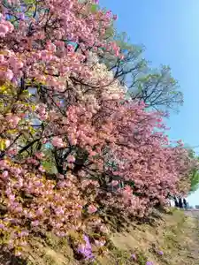 厚別神社(北海道)(2026年05月12日(火) 11時22分34秒投稿)
