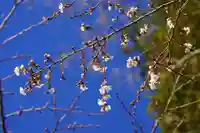 鹿島大神宮の自然