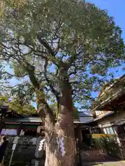 晴明神社の自然