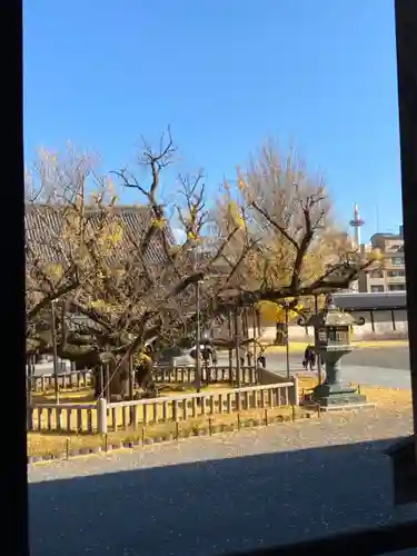 本願寺（西本願寺）の自然