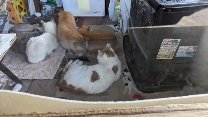 大江神社の動物