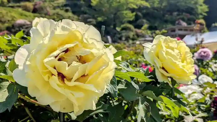 金蛇水神社(宮城県)