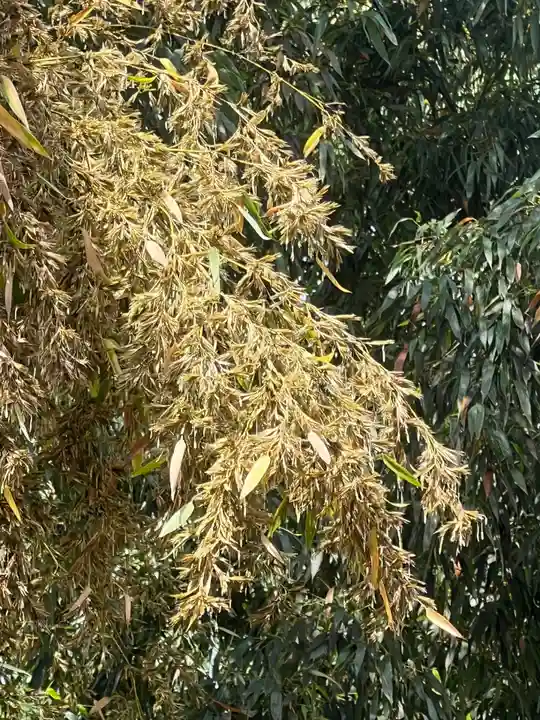 国宝 大法寺(長野県)