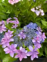 釜滝薬師金剛寺の{uncategorized: "未分類", other: "その他", undefined: "問題あり", building: "その他建物", grave: "お墓", sacred_gate: "鳥居", guardian: "狛犬", statue: "像", buddha: "仏像", history: "歴史", nature: "自然", garden: "庭園", animal: "動物", pagoda: "塔", temizu: "手水舎", mountain_gate: "山門・神門", sanctuary: "本殿・本堂", subordinate: "末社・摂社", art: "芸術", scenery: "景色", jizo: "地蔵", ema: "絵馬", goshuin: "御朱印", omikuji: "おみくじ", items: "授与品その他", amulet: "お守り", goshuincho: "御朱印帳", eats: "食事", festival: "お祭り", votive_dance: "神楽", shichigosan: "七五三参", wedding: "結婚式", experience: "体験その他", initially: "初詣", around: "周辺", anti_infection: "感染症対策"}