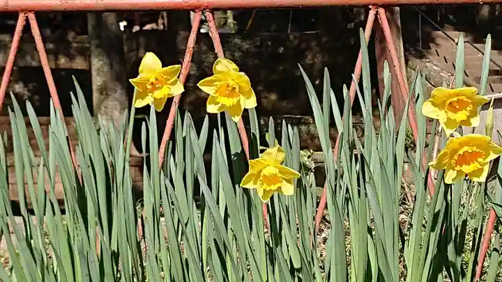 間々田八幡宮の自然
