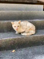 愛知県高浜市春日神社の動物