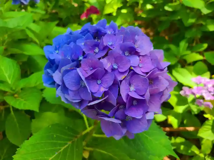 筥崎宮(福岡県)