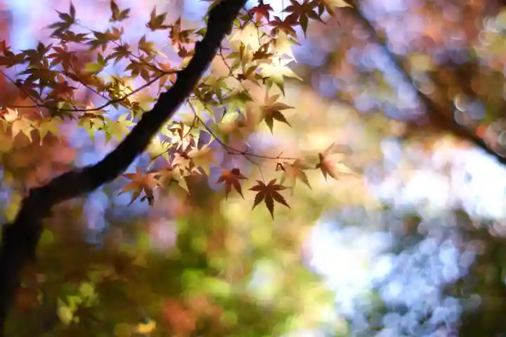 禅林寺(永観堂)の自然