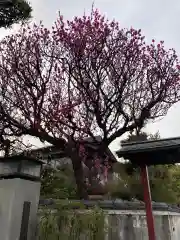 善性寺の自然