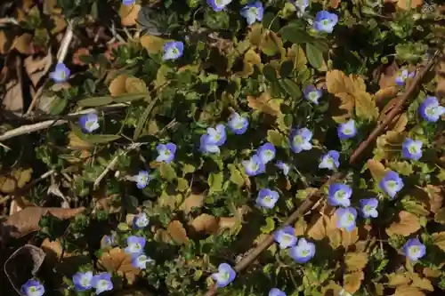 長屋神社の自然