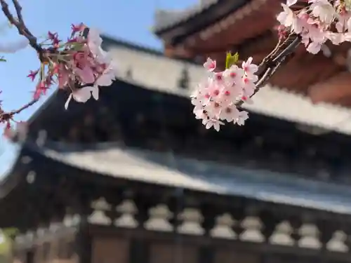 東寺（教王護国寺）の自然