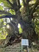 大山祇神社奥の院 生樹の御門の{uncategorized: "未分類", other: "その他", undefined: "問題あり", building: "その他建物", grave: "お墓", sacred_gate: "鳥居", guardian: "狛犬", statue: "像", buddha: "仏像", history: "歴史", nature: "自然", garden: "庭園", animal: "動物", pagoda: "塔", temizu: "手水舎", mountain_gate: "山門・神門", sanctuary: "本殿・本堂", subordinate: "末社・摂社", art: "芸術", scenery: "景色", jizo: "地蔵", ema: "絵馬", goshuin: "御朱印", omikuji: "おみくじ", items: "授与品その他", amulet: "お守り", goshuincho: "御朱印帳", eats: "食事", festival: "お祭り", votive_dance: "神楽", shichigosan: "七五三参", wedding: "結婚式", experience: "体験その他", initially: "初詣", around: "周辺", anti_infection: "感染症対策"}