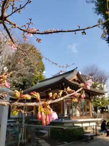 鳩森八幡神社の自然