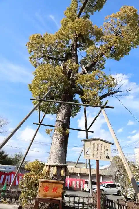 溝口神社(神奈川県)