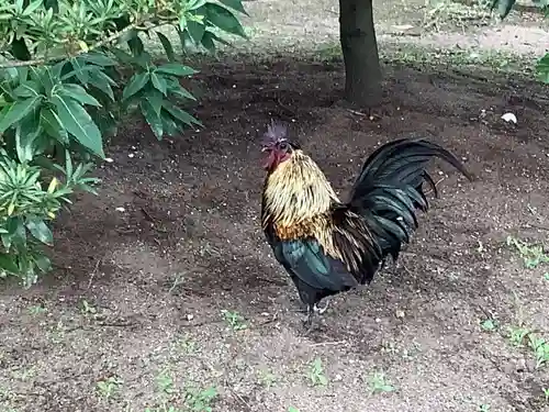飯香岡八幡宮の動物