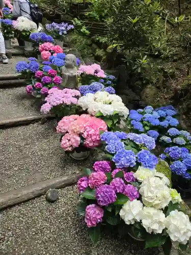 岡寺（龍蓋寺）(奈良県)
