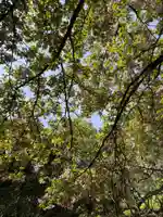 春日大社金龍神社(禁裡殿)(奈良県)