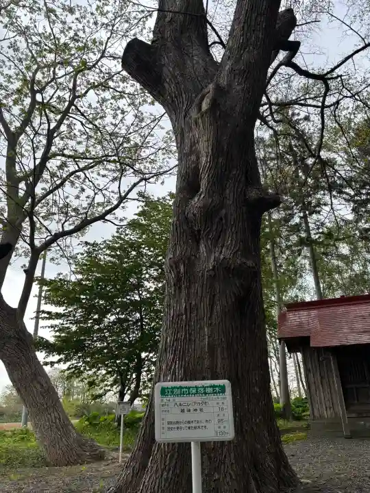 越後神社の{uncategorized: "未分類", other: "その他", undefined: "問題あり", building: "その他建物", grave: "お墓", sacred_gate: "鳥居", guardian: "狛犬", statue: "像", buddha: "仏像", history: "歴史", nature: "自然", garden: "庭園", animal: "動物", pagoda: "塔", temizu: "手水舎", mountain_gate: "山門・神門", sanctuary: "本殿・本堂", subordinate: "末社・摂社", art: "芸術", scenery: "景色", jizo: "地蔵", ema: "絵馬", goshuin: "御朱印", omikuji: "おみくじ", items: "授与品その他", amulet: "お守り", goshuincho: "御朱印帳", eats: "食事", festival: "お祭り", votive_dance: "神楽", shichigosan: "七五三参", wedding: "結婚式", experience: "体験その他", initially: "初詣", around: "周辺", anti_infection: "感染症対策"}