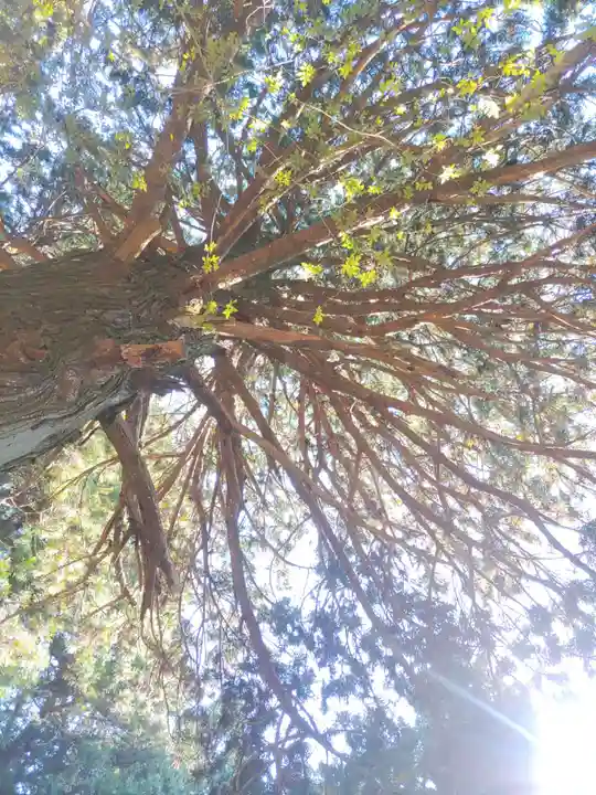 竹駒神社(岩手県)