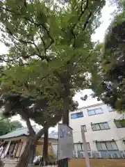 新曽氷川神社の自然