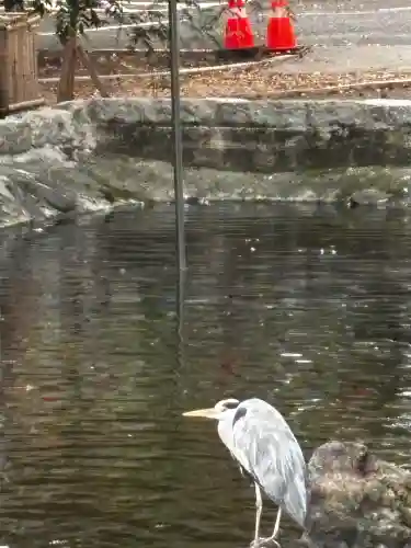 鶴峯山稲荷社（平塚八幡宮境内社）(神奈川県)