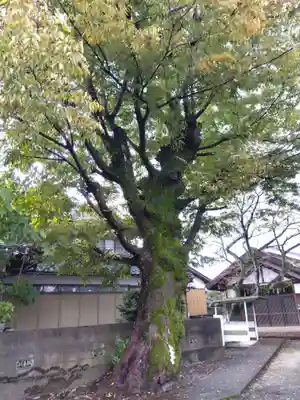 白山神社(福井県)