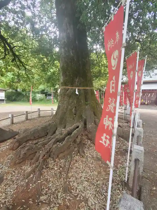 白髭神社(群馬県)