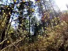 焼森山雷神神社の自然