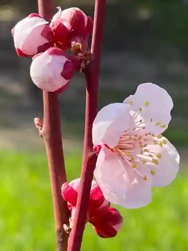 北海道神宮の自然