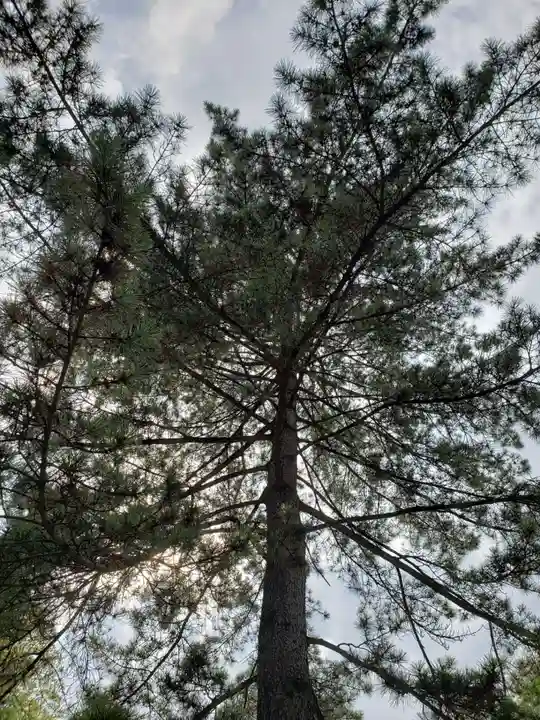 井草八幡宮の自然