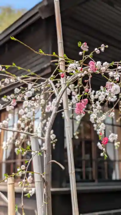 新琴似神社(北海道)