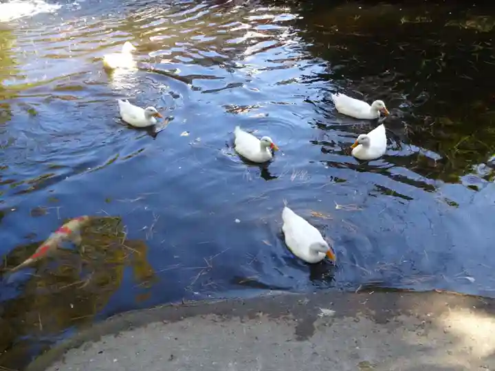 平塚八幡宮の動物
