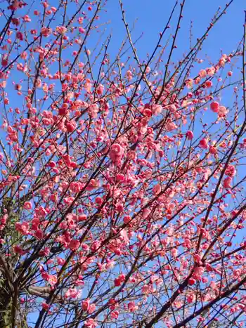 吾妻神社の御朱印 2026年01月