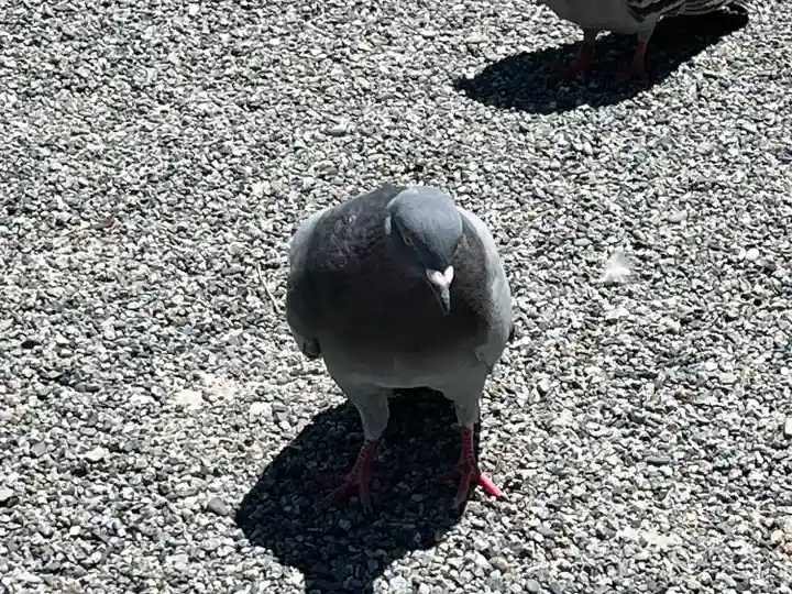 開口神社(大阪府)