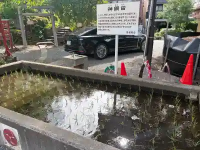 鎮守氷川神社の{uncategorized: "未分類", other: "その他", undefined: "問題あり", building: "その他建物", grave: "お墓", sacred_gate: "鳥居", guardian: "狛犬", statue: "像", buddha: "仏像", history: "歴史", nature: "自然", garden: "庭園", animal: "動物", pagoda: "塔", temizu: "手水舎", mountain_gate: "山門・神門", sanctuary: "本殿・本堂", subordinate: "末社・摂社", art: "芸術", scenery: "景色", jizo: "地蔵", ema: "絵馬", goshuin: "御朱印", omikuji: "おみくじ", items: "授与品その他", amulet: "お守り", goshuincho: "御朱印帳", eats: "食事", festival: "お祭り", votive_dance: "神楽", shichigosan: "七五三参", wedding: "結婚式", experience: "体験その他", initially: "初詣", around: "周辺", anti_infection: "感染症対策"}