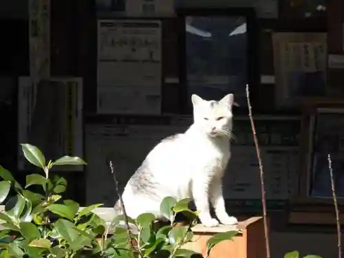 浄瑠璃寺の動物