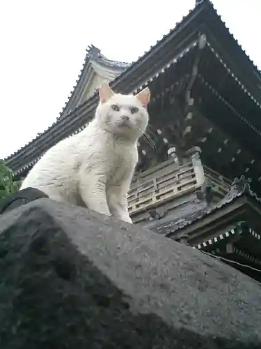 光明寺の動物