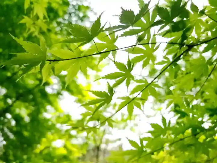 石都々古和気神社の自然