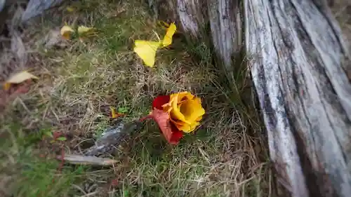 尾張大國霊神社（国府宮）の自然