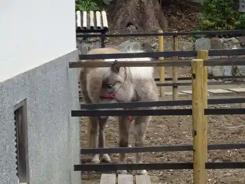 平塚八幡宮の動物