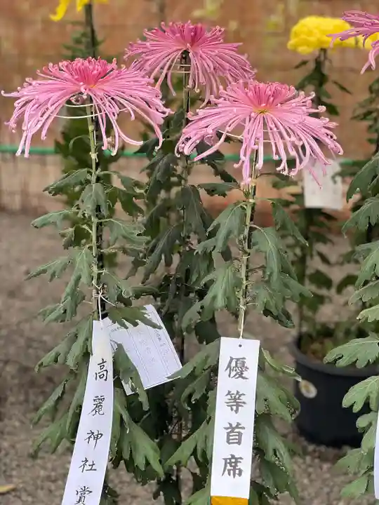 高麗神社(埼玉県)