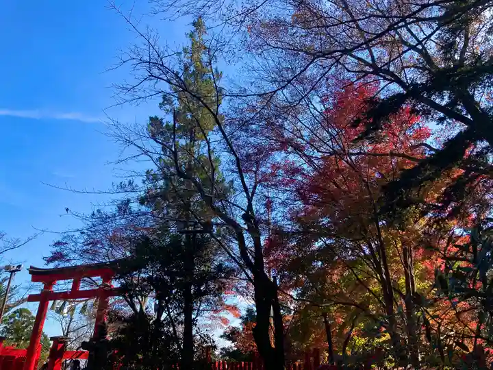 高尾山薬王院の鳥居