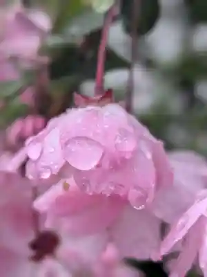 成子天神社(東京都)