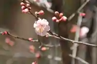 関場神社の自然